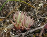 Sedum hispanicum. Вегетирующее растение. Крым, окр. Судака, гора Чатал-Кая, остепнённый склон на вершине горы. 16 мая 2019 г.