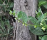 Asperugo procumbens. Плодоносящее растение. Турция, ил Артвин, с. Ишхан, заброшенная территория детского сада, луг. 22.04.2019.