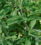 Teucrium kotschyanum
