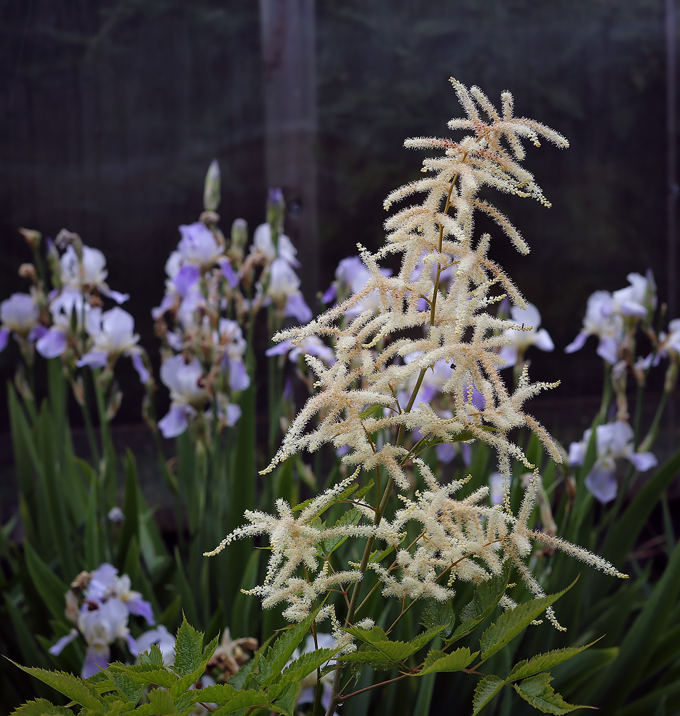 Image of genus Aruncus specimen.