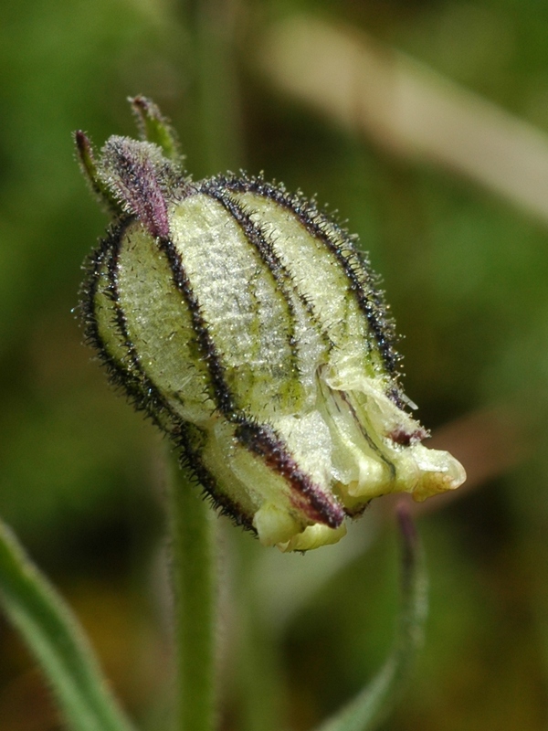 Изображение особи Gastrolychnis gonosperma.