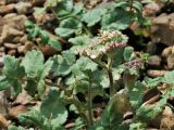 familia Apiaceae