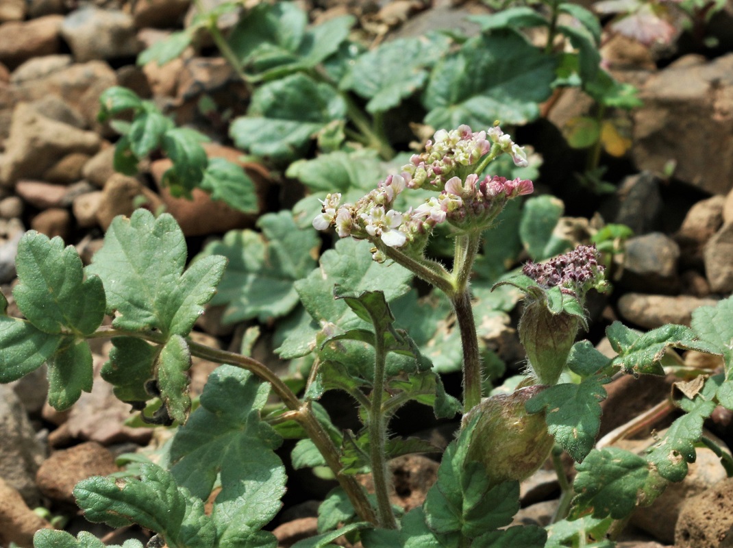 Изображение особи семейство Apiaceae.