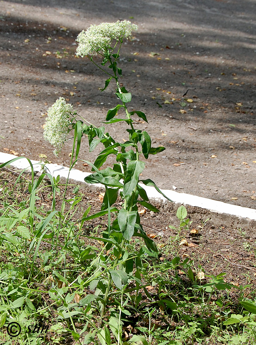 Image of Cardaria draba specimen.