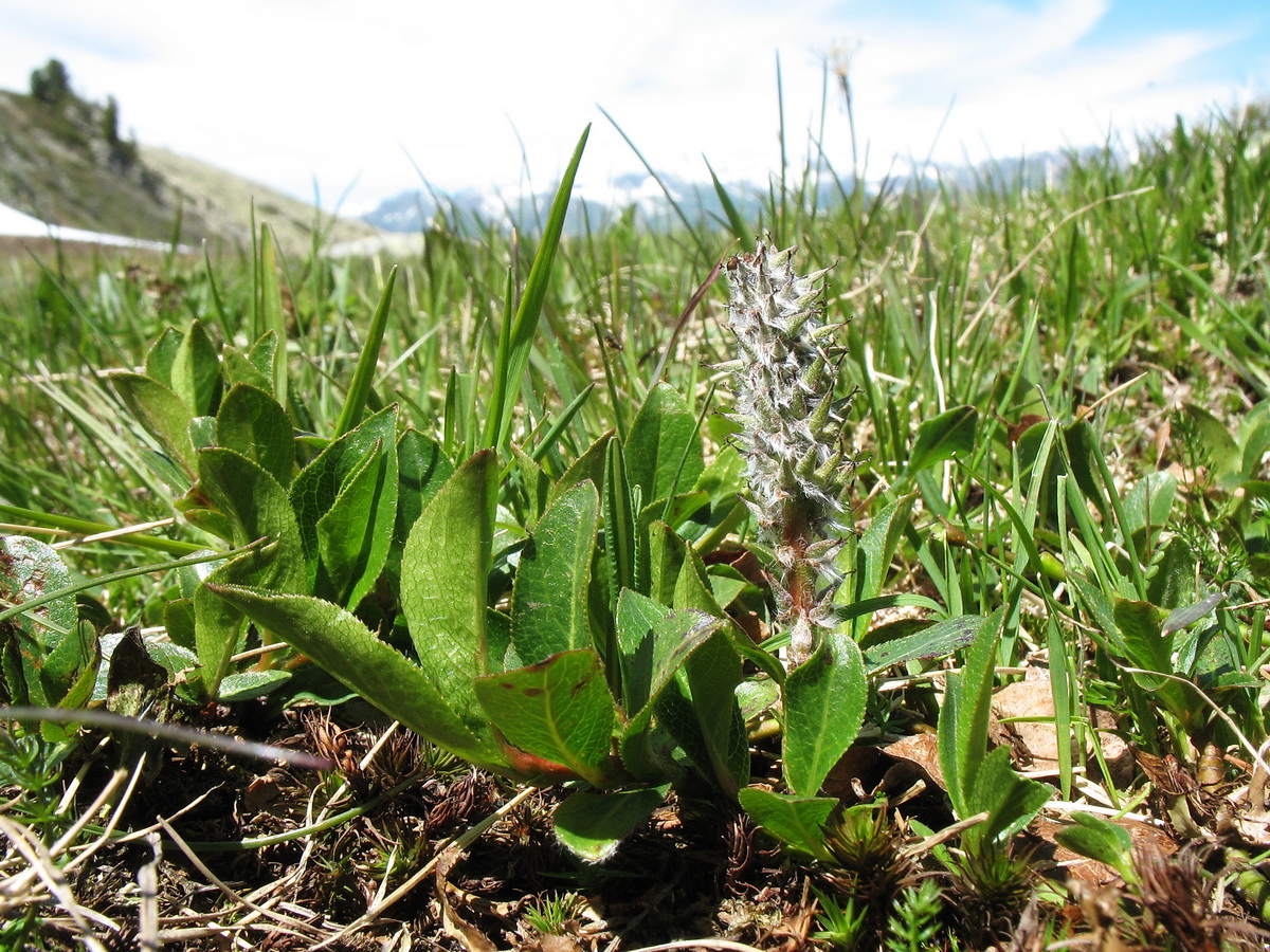 Image of Salix myrsinites specimen.