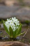 Primula bayernii. Цветущее растение. Кабардино-Балкария, Эльбрусский р-н, окр. оз. Сылтранкёль, высота ок. 3150 м н.у.м., ручей. 05.08.2019.