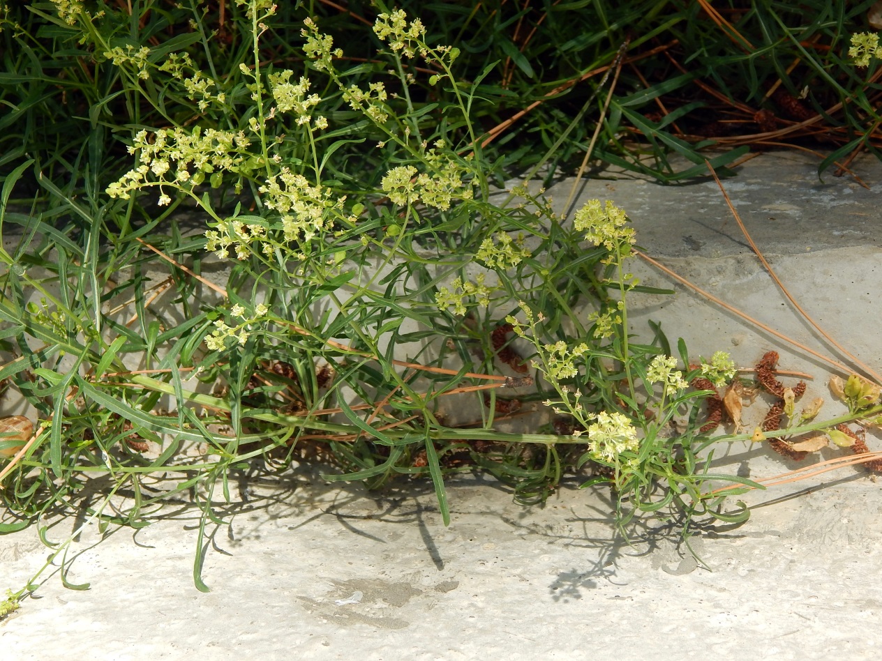 Image of Reseda lutea specimen.