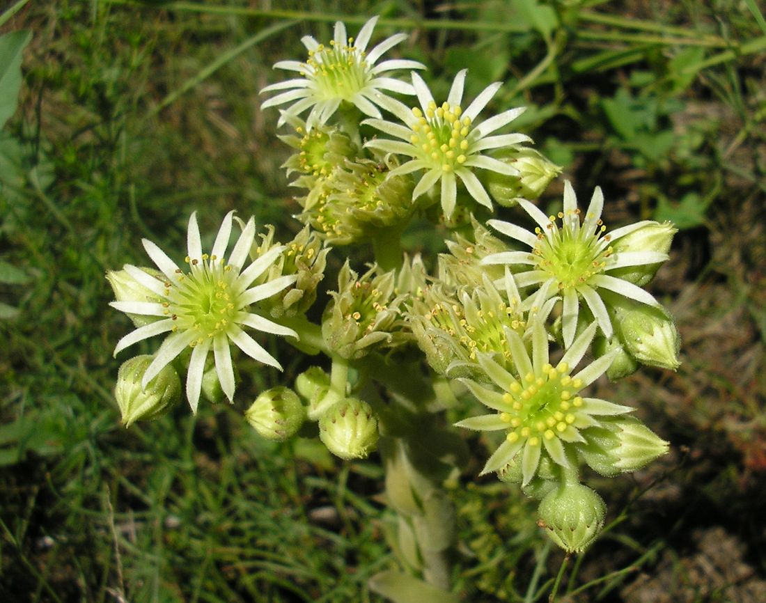 Изображение особи Sempervivum ruthenicum.