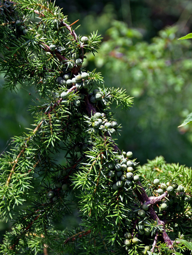 Изображение особи род Juniperus.