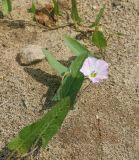 Convolvulus arvensis