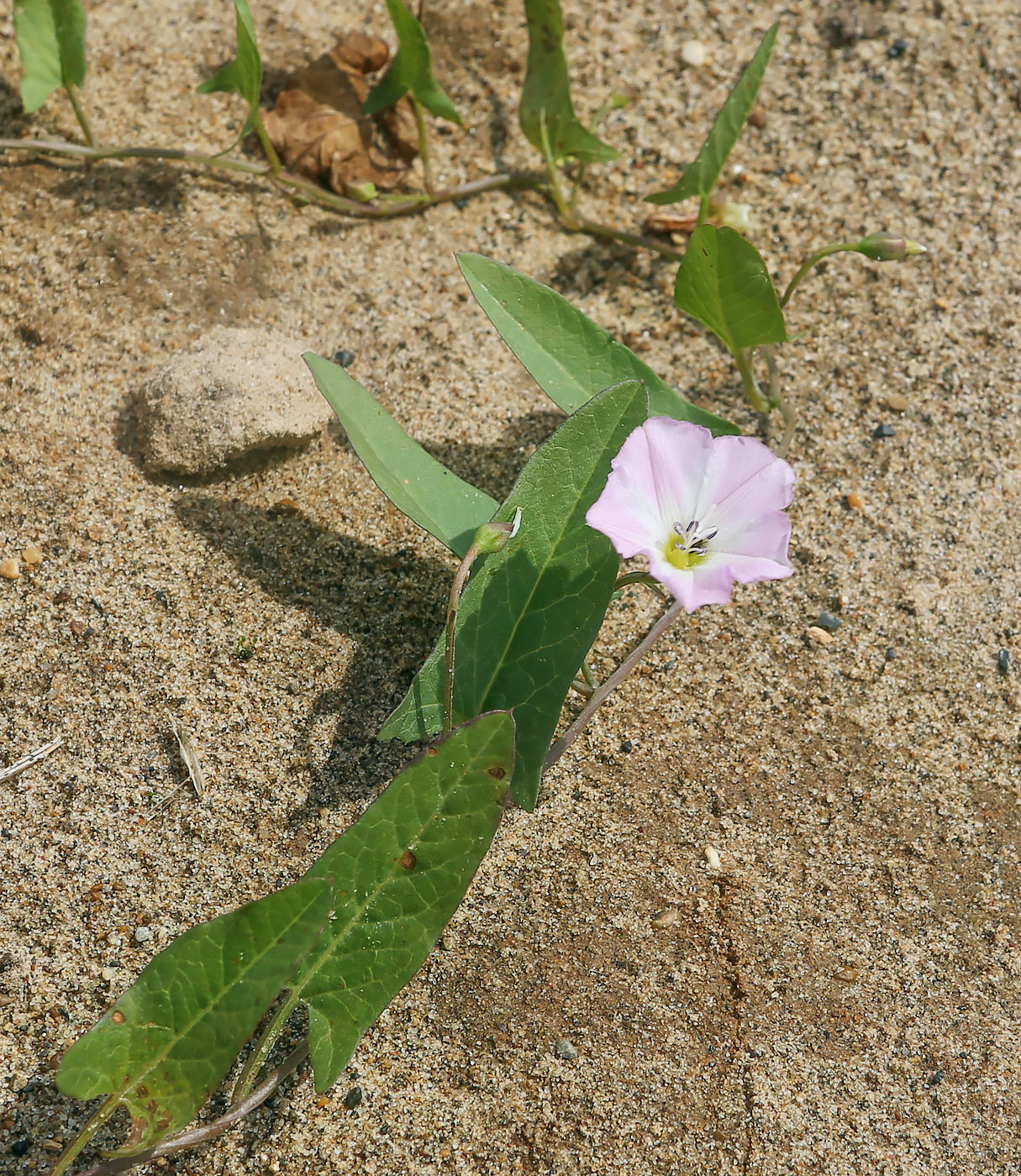 Image of Convolvulus arvensis specimen.