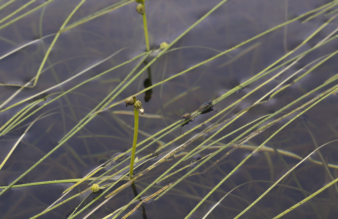 Изображение особи Sparganium gramineum.