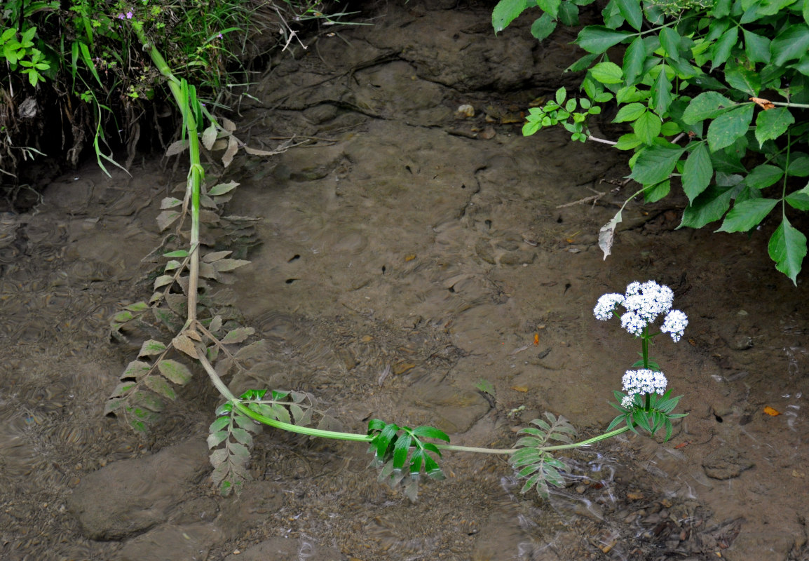 Изображение особи род Valeriana.