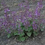 Salvia beckeri