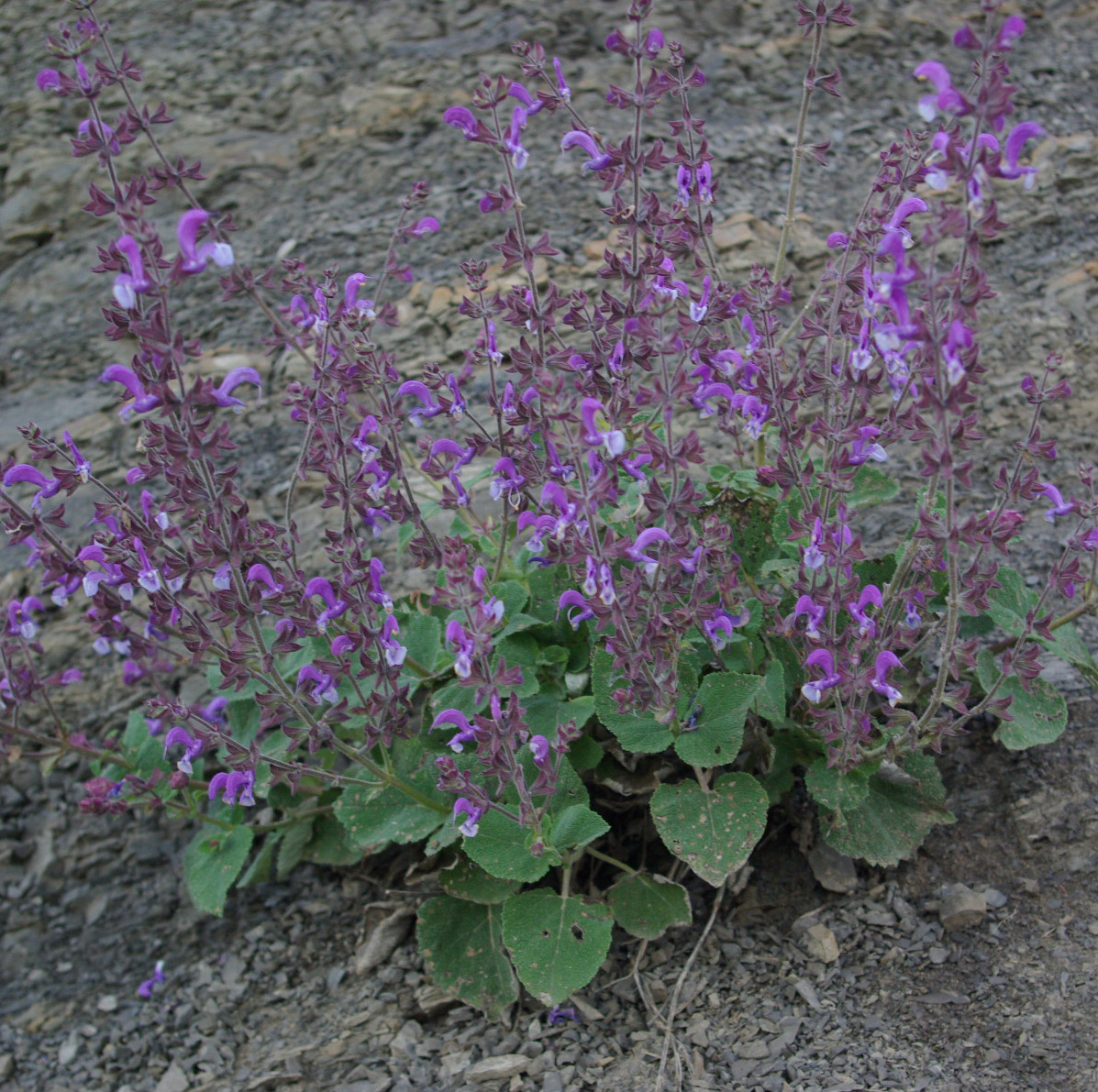 Изображение особи Salvia beckeri.