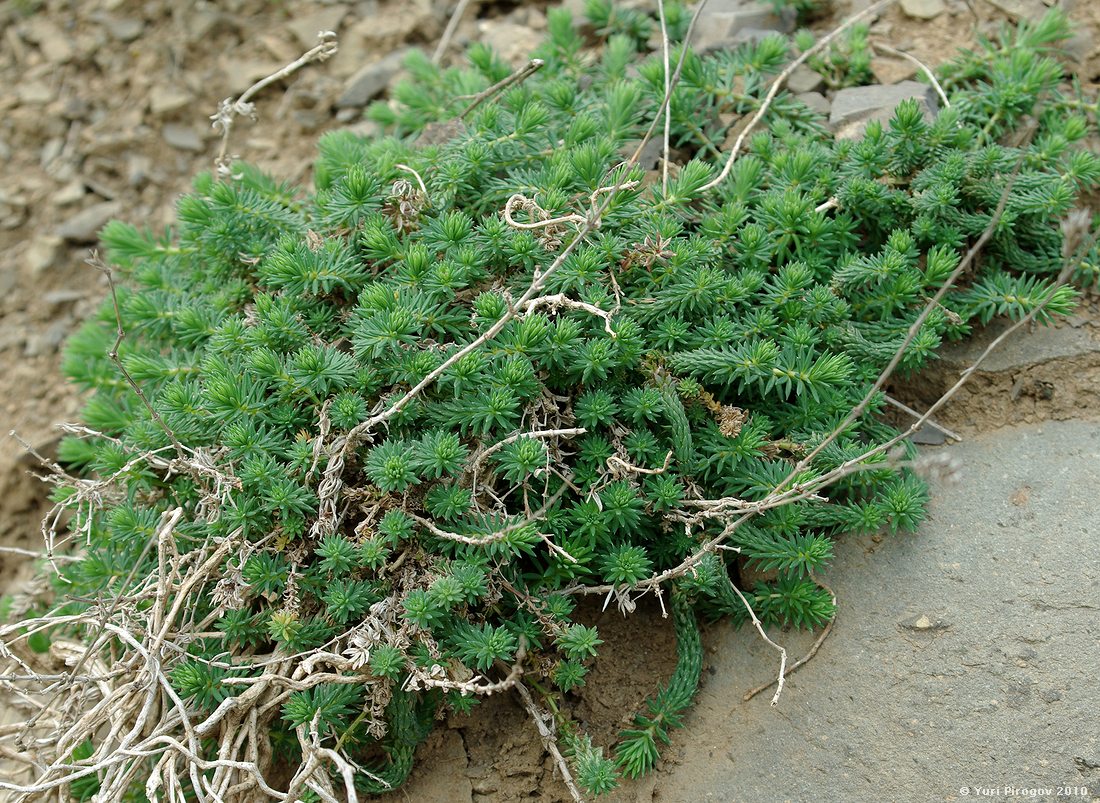 Image of Crucianella suaveolens specimen.