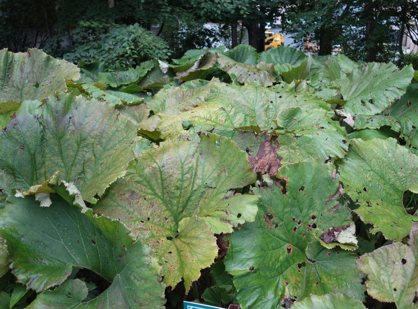 Изображение особи Petasites amplus.