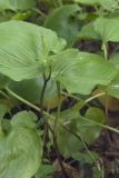 Maianthemum dilatatum