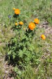 Trollius asiaticus. Цветущее растение. Республика Алтай, Усть-Коксинский р-н, Уймонская долина, окр. села Усть-Кокса, опушка смешанного леса. 29.05.2019.