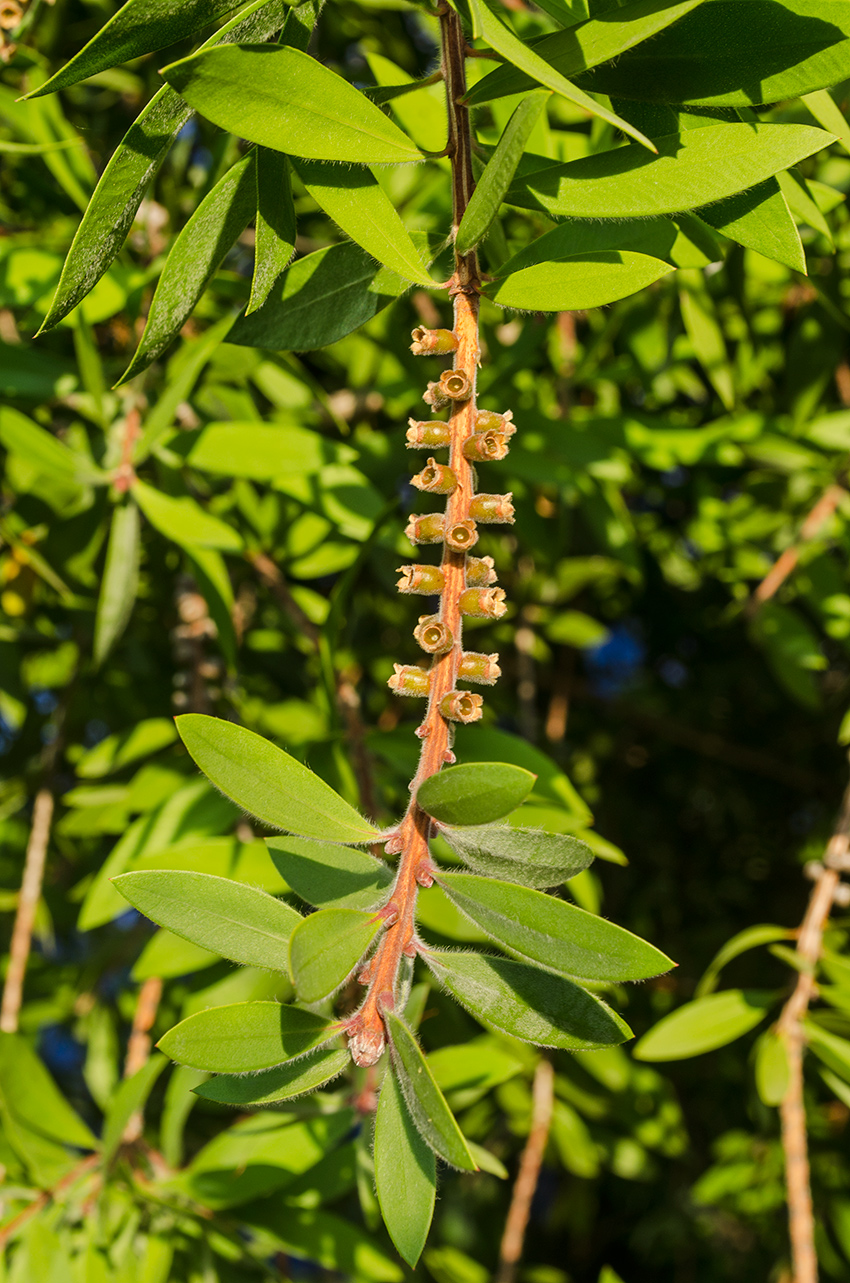 Изображение особи Callistemon phoeniceus.