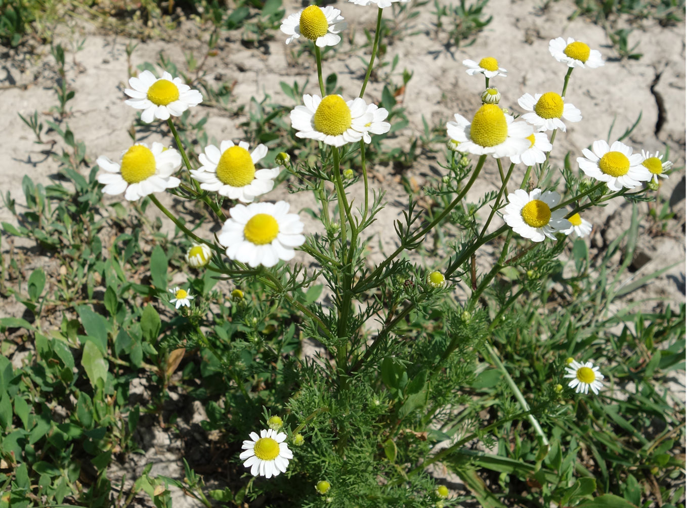 Image of Matricaria recutita specimen.