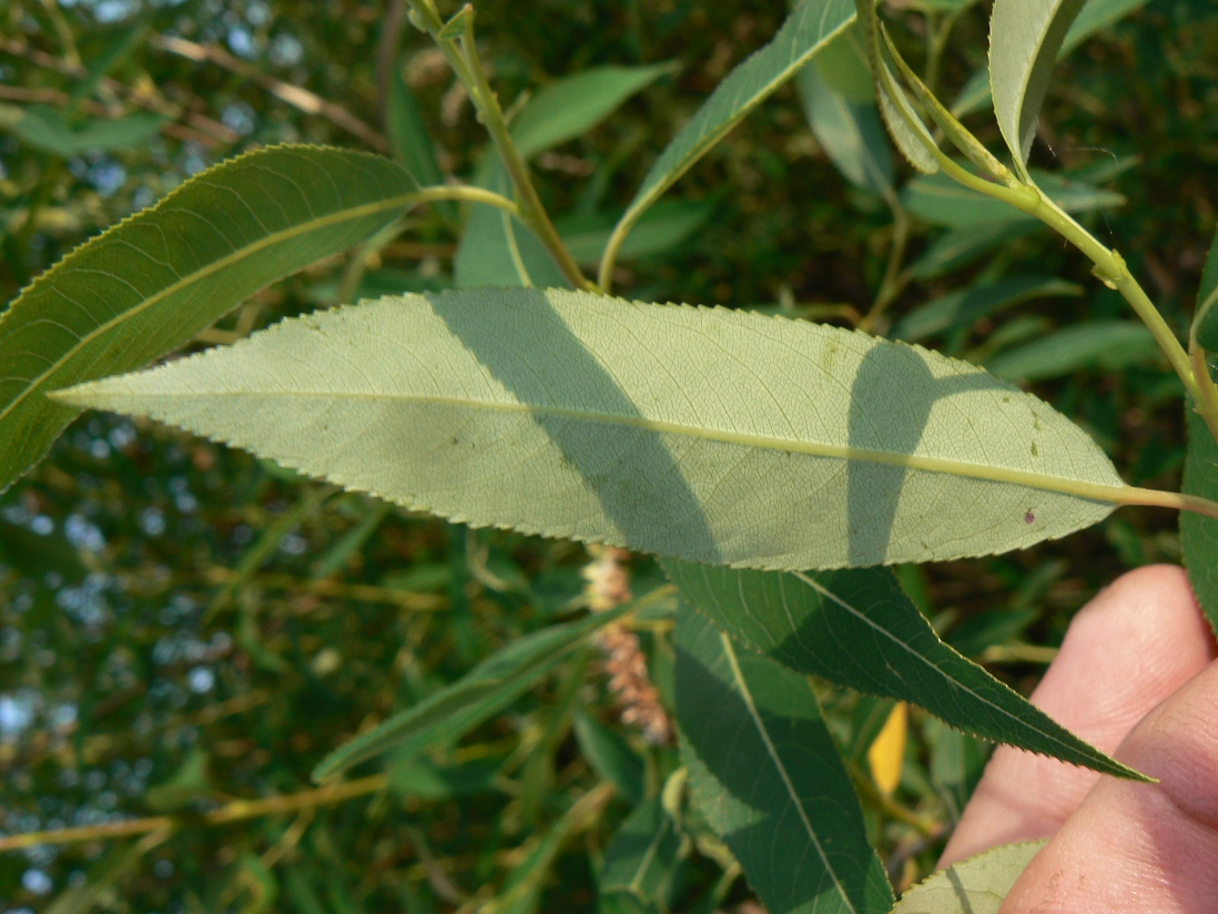 Image of Salix nipponica specimen.