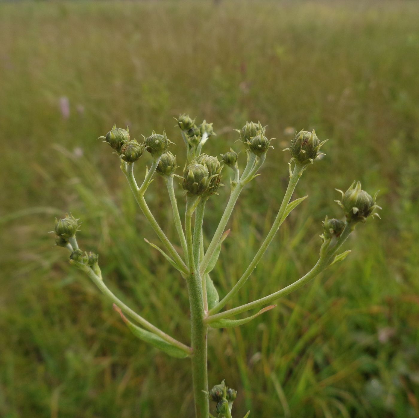 Image of Hieracium umbellatum specimen.