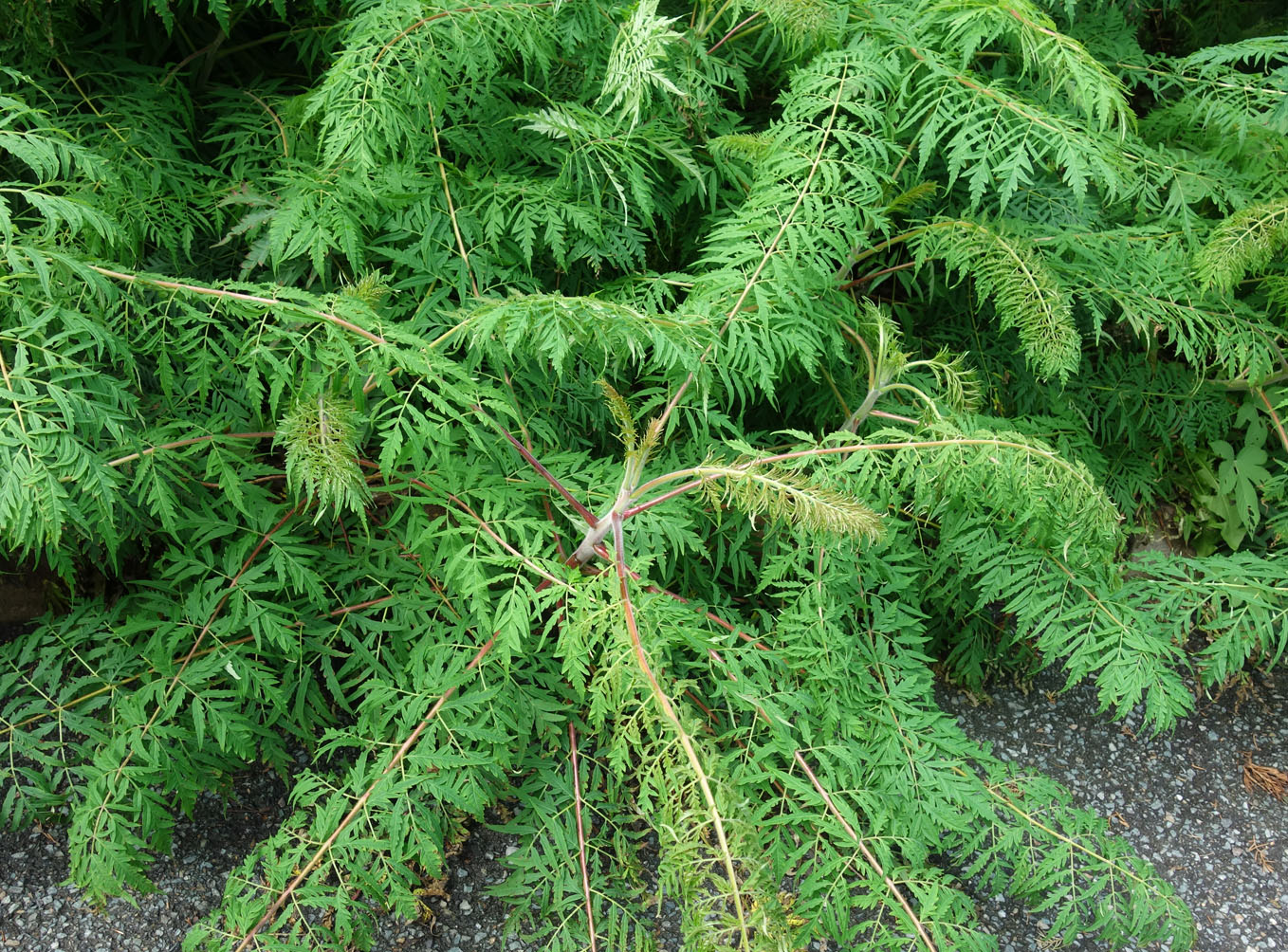 Image of Rhus typhina f. laciniata specimen.