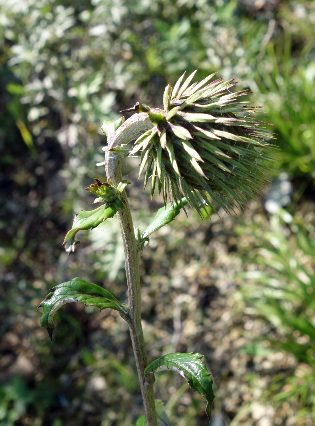 Image of Synurus deltoides specimen.