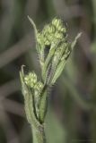 семейство Asteraceae. Верхушка побега с развивающимися соцветиями. Крым, Бахчисарайский р-н, окр. с. Дачное, фруктовый сад. 17.05.2020.