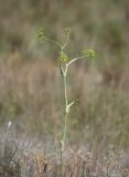 Ferula euxina