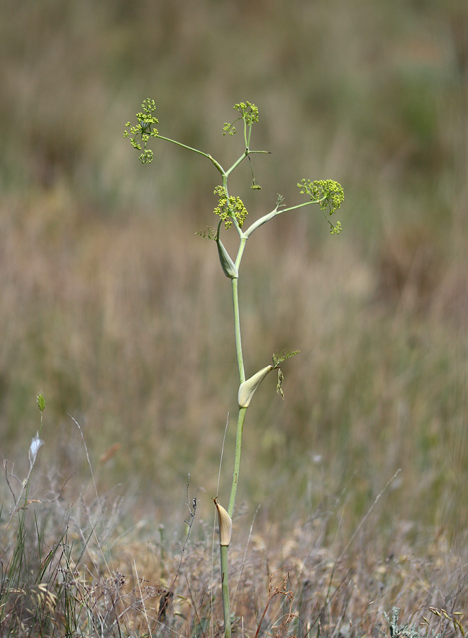 Изображение особи Ferula euxina.