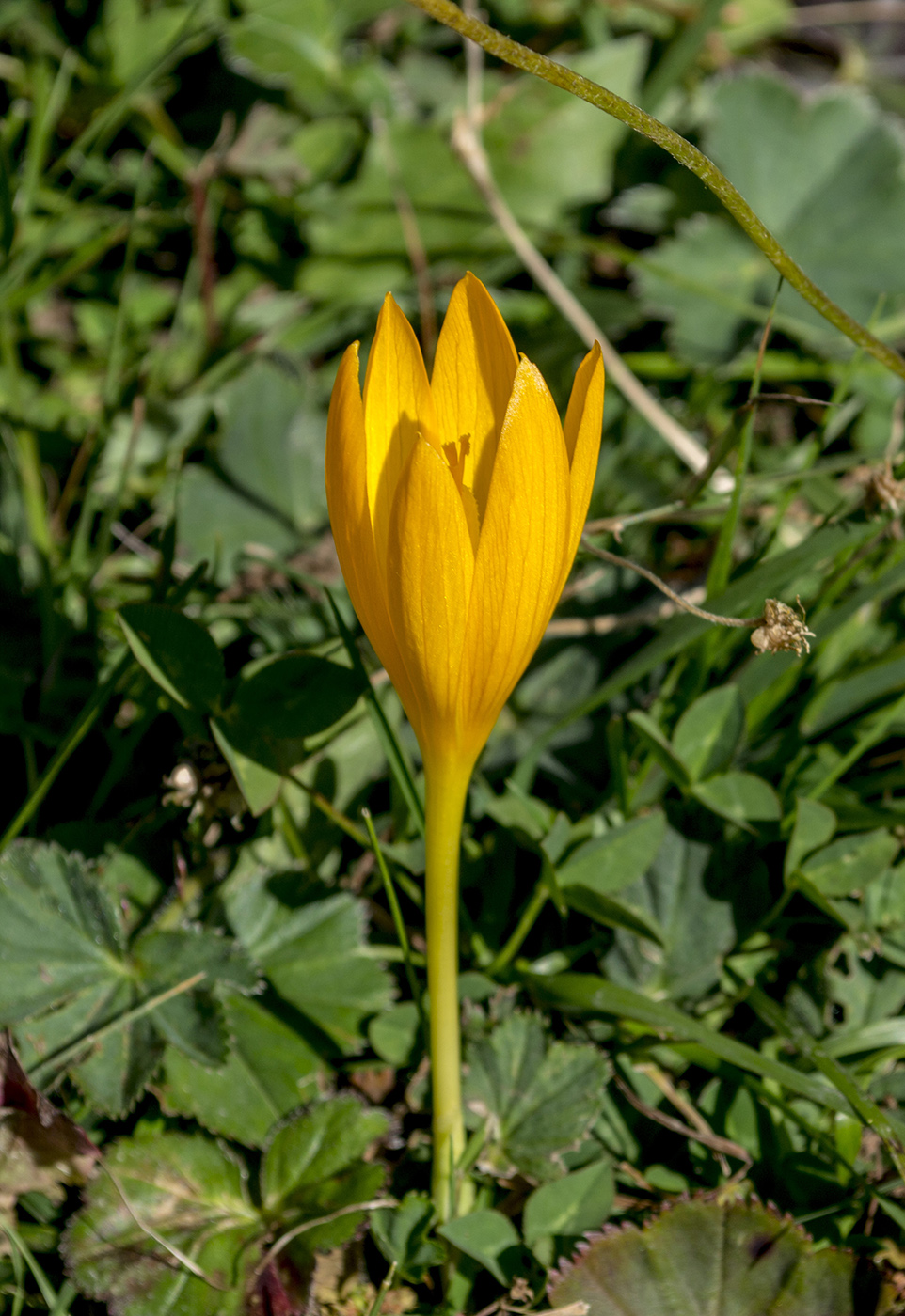 Image of Crocus scharojanii specimen.