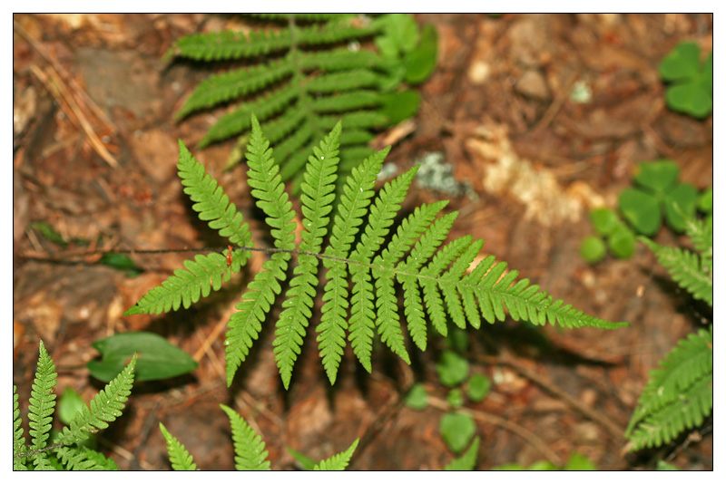 Изображение особи Phegopteris connectilis.