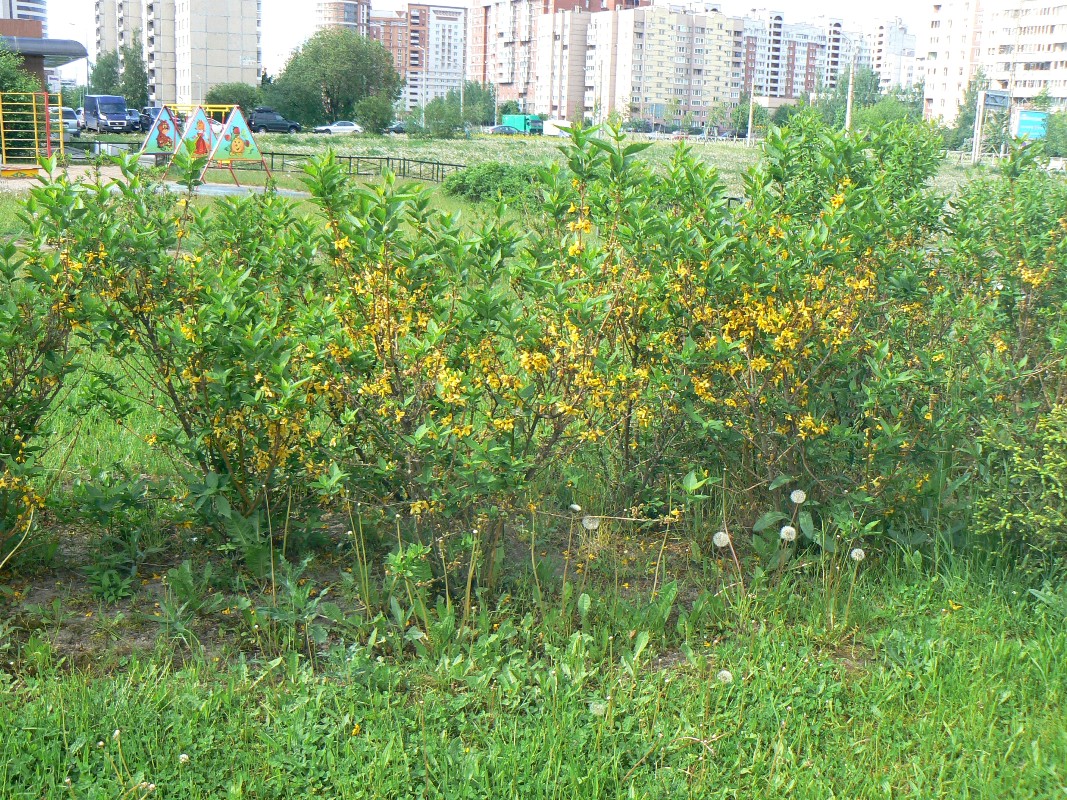 Image of Forsythia × intermedia specimen.