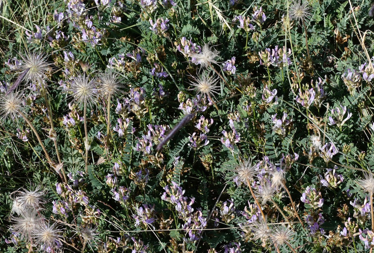 Изображение особи Astragalus tibetanus.