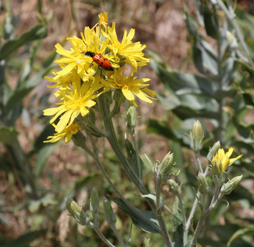 Image of Scorzonera latifolia specimen.