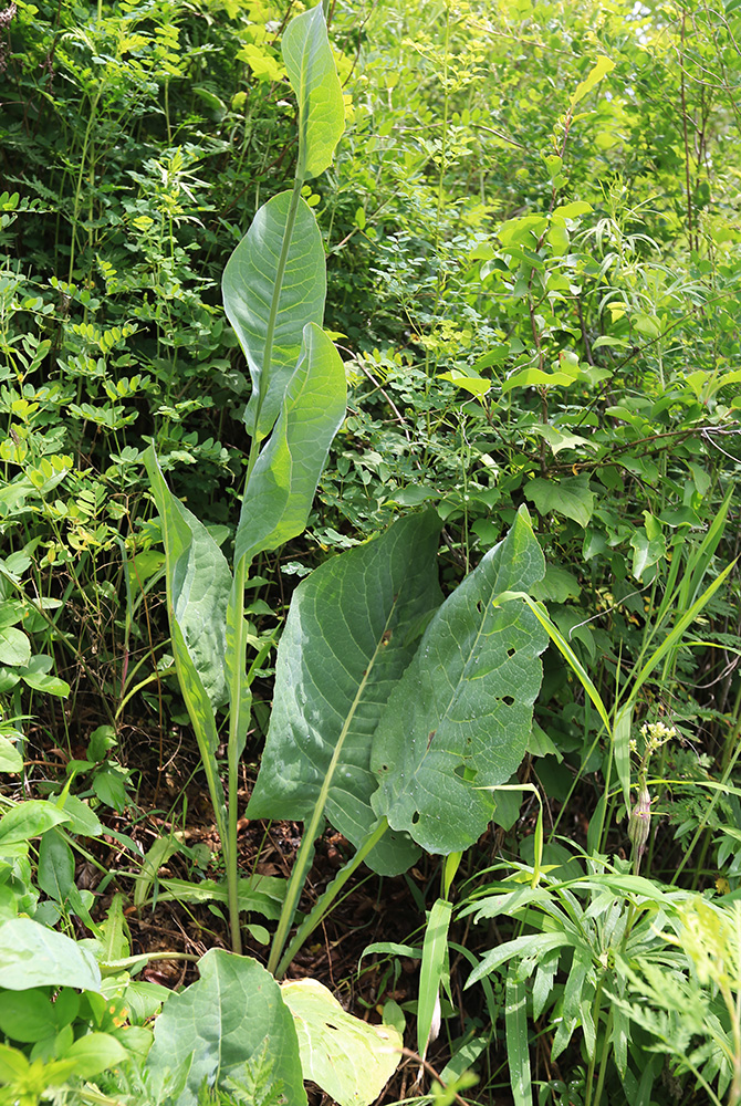 Image of Ligularia schmidtii specimen.