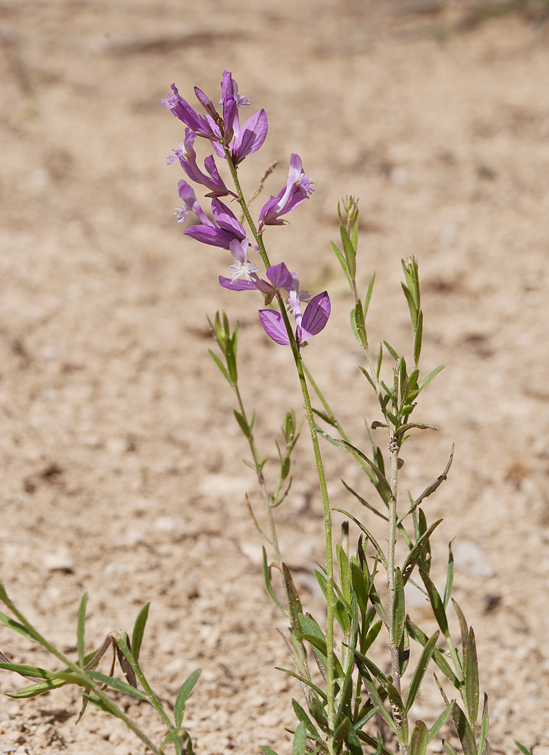 Изображение особи Polygala major.