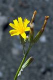 Chondrilla juncea. Верхушка побега с соцветием. Донецк, террикон. 10.07.2020.