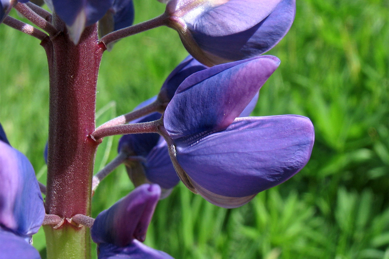 Изображение особи Lupinus polyphyllus.