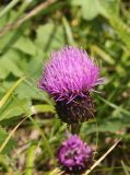 Cirsium helenioides. Соцветие. Республика Алтай, Онгудайский р-н, Семинский перевал, ≈ 1700 м н. у. м., луг перед опушкой кедрового леса. 27.07.2020.