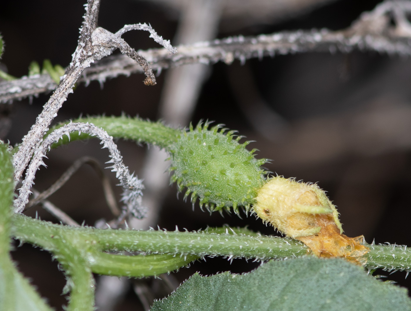 Изображение особи Cucumis meeusei.