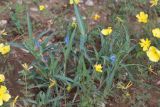 Commelina subspecies livingstonii