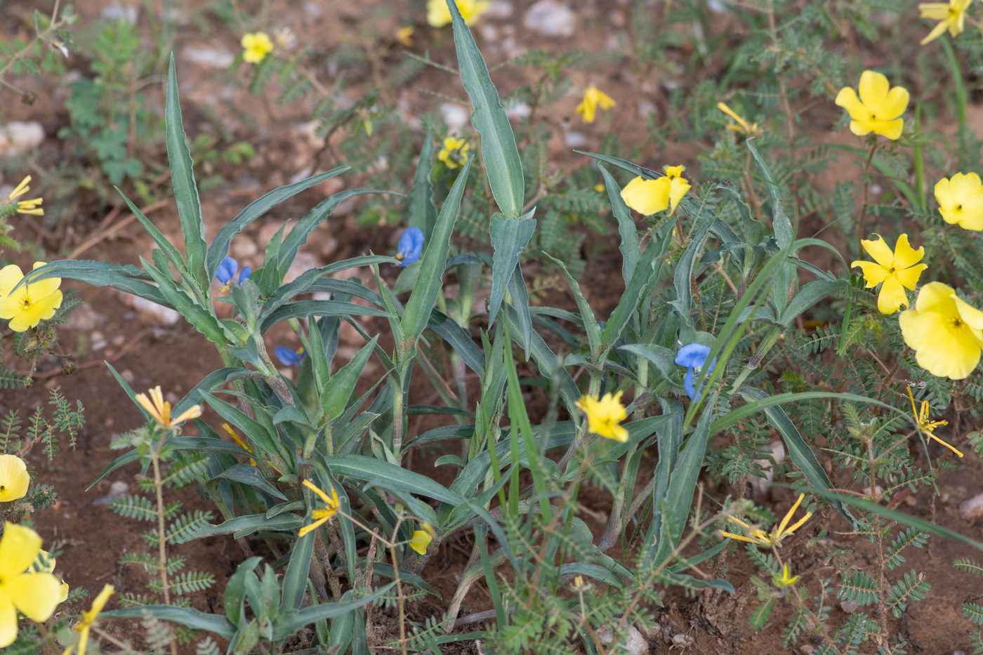 Image of Commelina erecta ssp. livingstonii specimen.