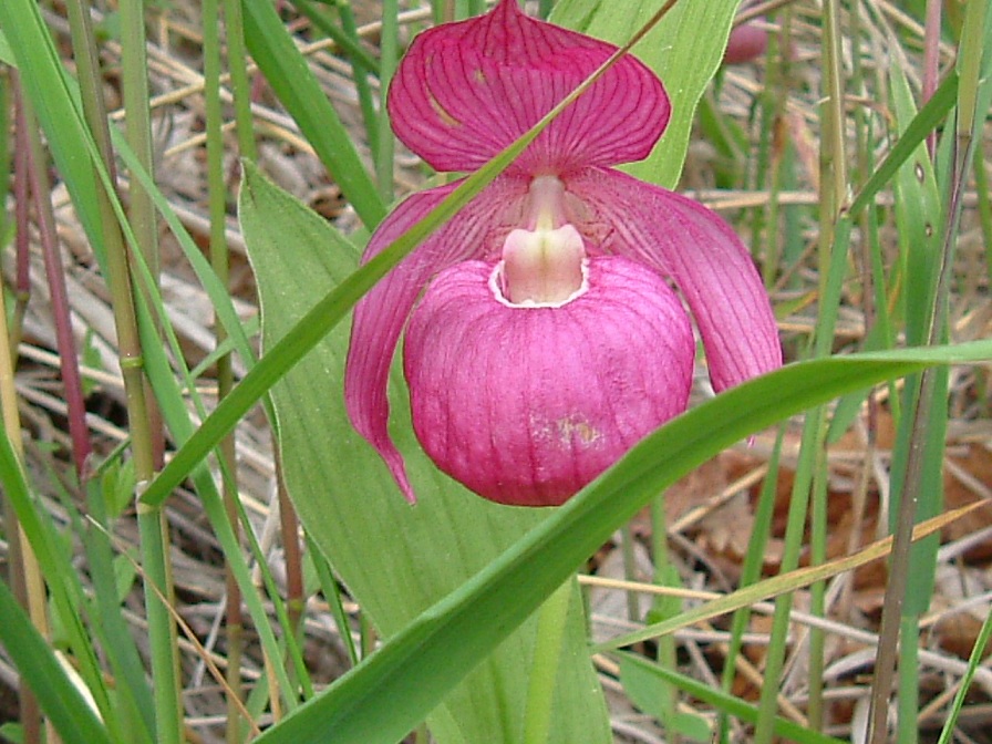 Image of Cypripedium macranthos specimen.