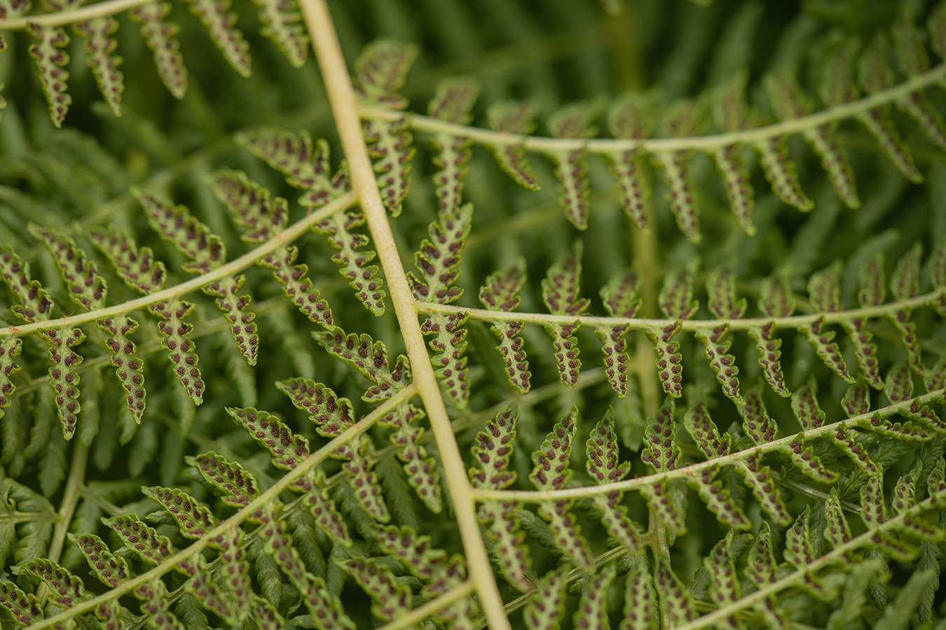 Image of Athyrium distentifolium specimen.