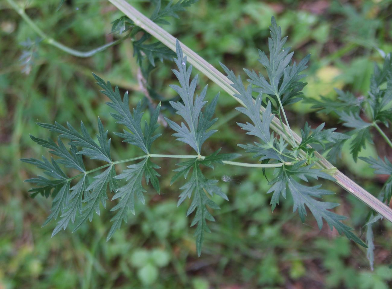 Image of Seseli libanotis specimen.