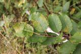 Salix caprea. Верхушка побега. Костромская обл., Кологривский р-н, окр. заброшенной деревни Козлово, луг в смешанном лесу на месте старой вырубки. 28 августа 2020 г.