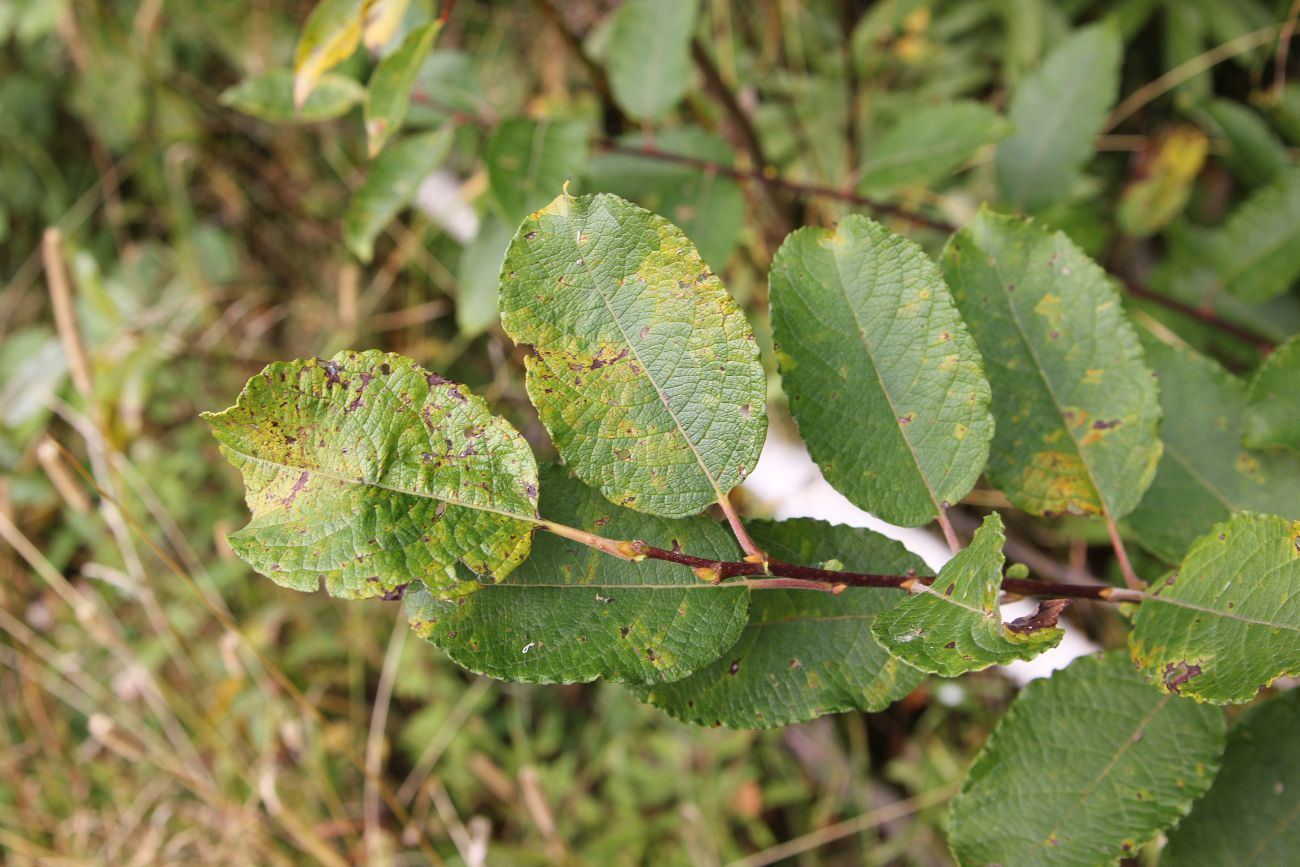 Image of Salix caprea specimen.